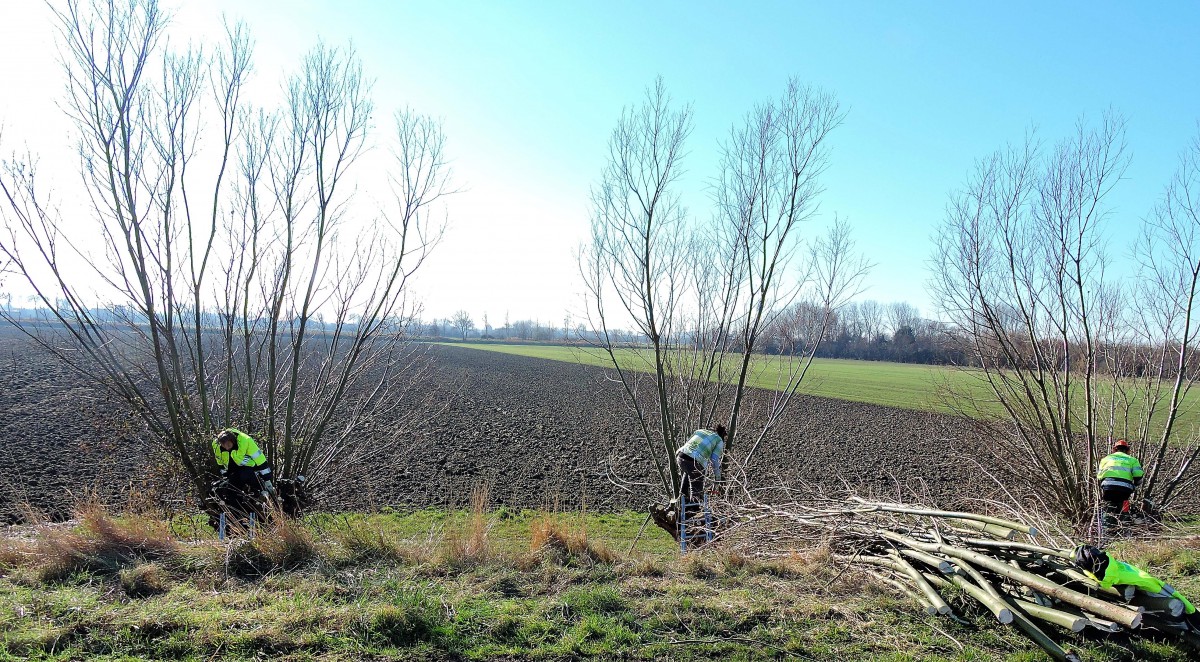 Boomdijk Vrouwenpolder met ZG