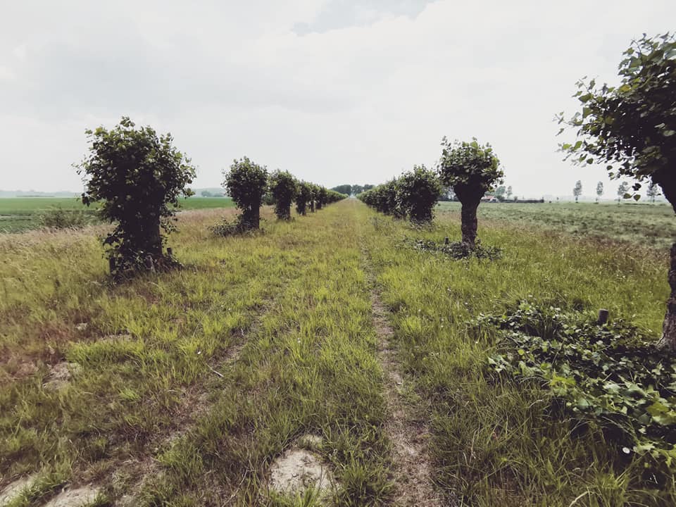 Landschap - Laan knotten