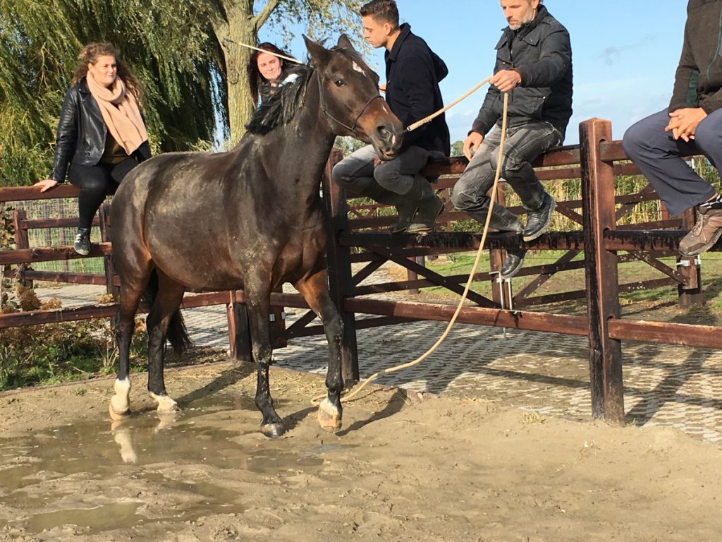 Door samen te werken, wordt het paard in de goede richting geleid.