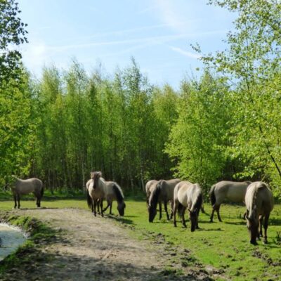 Ga mee op ontdekkingstocht door een niet te missen natuurparel op de grens van België en Nederland! Meld je voor 9 oktober aan.